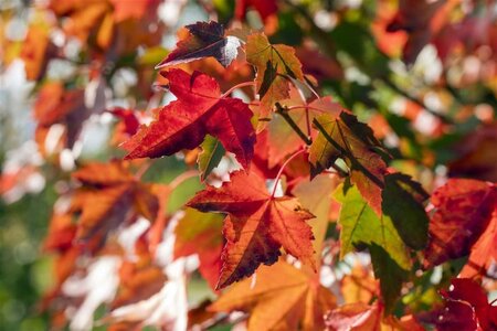 Acer rubrum 'Brandywine' 12-14 Hoogstam draadkluit 2 X verplant - afbeelding 2