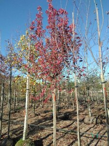 Acer rubrum 'Brandywine' 14-16 Hoogstam draadkluit 3 X verplant - afbeelding 3