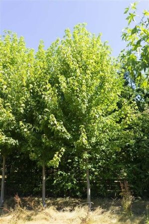 Acer rubrum 'Brandywine' 25-30 Hoogstam draadkluit - afbeelding 3