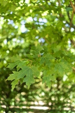 Acer rubrum 'Brandywine' 25-30 Hoogstam draadkluit - afbeelding 5