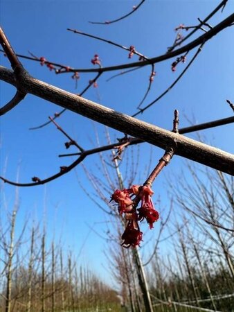 Acer rubrum 'October Glory' 12-14 Hoogstam draadkluit 2 X verplant - afbeelding 2