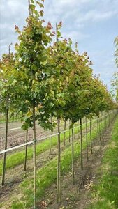 Acer rubrum 'October Glory' 12-14 Hoogstam draadkluit 2 X verplant - afbeelding 3