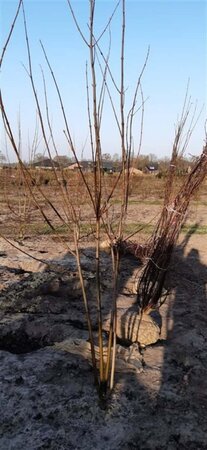 Acer rubrum 250-300 cm draadkluit meerstammig - afbeelding 1