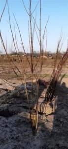 Acer rubrum 250-300 cm draadkluit meerstammig - afbeelding 1