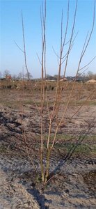 Acer rubrum 250-300 cm draadkluit meerstammig - afbeelding 2