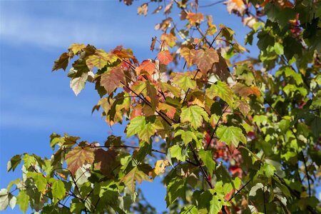 Acer rubrum 30-35 Hoogstam draadkluit 4 X verplant - afbeelding 1