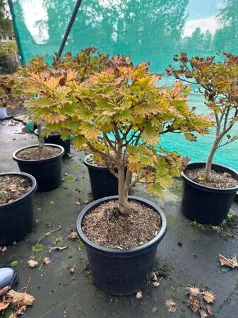 Acer shirasawanum 'Aureum' 50-60 cm cont. 12L