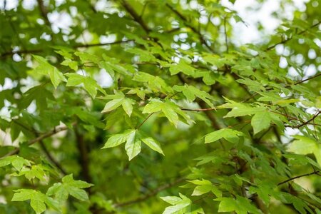 Acer zoeschense 'Annae' 10-12 Hoogstam draadkluit wortelecht - afbeelding 2