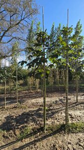 Aesculus carnea 'Briotii' 14-16 Hoogstam wortelgoed 2 X verplant - afbeelding 2