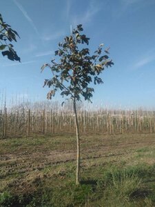 Aesculus carnea 'Briotii' 18-20 Hoogstam draadkluit 3 X verplant - afbeelding 2