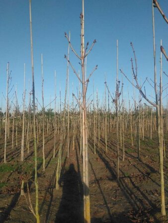 Aesculus hippocastanum 14-16 Hoogstam wortelgoed 2 X verplant - afbeelding 4