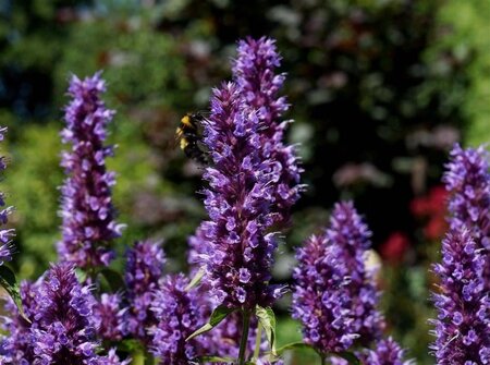 Agastache Beelicious Purple geen maat specificatie 0,55L/P9cm - afbeelding 1