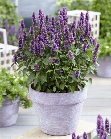 Agastache Beelicious Purple geen maat specificatie 0,55L/P9cm - afbeelding 2