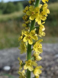 Agrimonia eupatoria geen maat specificatie 0,55L/P9cm