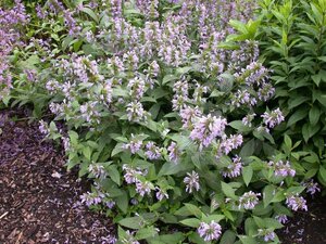 Agastache foeniculum geen maat specificatie 0,55L/P9cm - afbeelding 1