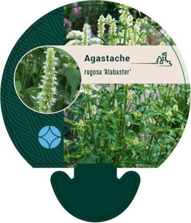 Agastache rugosa 'Alabaster' geen maat specificatie 0,55L/P9cm - afbeelding 3