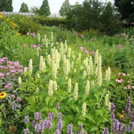 Agastache rugosa 'Alabaster' geen maat specificatie 0,55L/P9cm - afbeelding 2