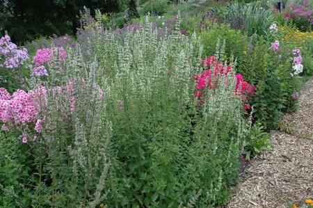 Agastache rugosa 'Alabaster' geen maat specificatie 0,55L/P9cm - afbeelding 1