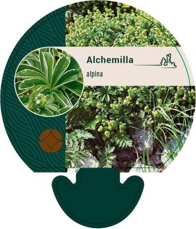 Alchemilla alpina geen maat specificatie 0,55L/P9cm - afbeelding 1