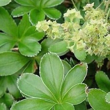 Alchemilla alpina geen maat specificatie 0,55L/P9cm - afbeelding 2