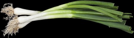 Allium fistulosum geen maat specificatie 0,55L/P9cm