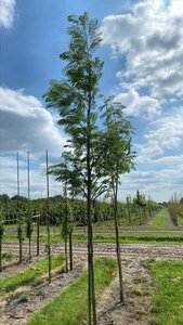 Albizia julibrissin 12-14 Hoogstam draadkluit 2 X verplant