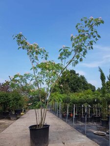 Albizia julibrissin 300-350 cm container meerstammig - afbeelding 10