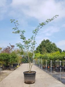 Albizia julibrissin 300-350 cm container meerstammig - afbeelding 8