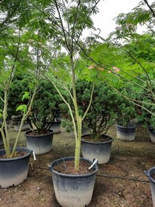 Albizia julibrissin 300-350 cm container meerstammig - afbeelding 7