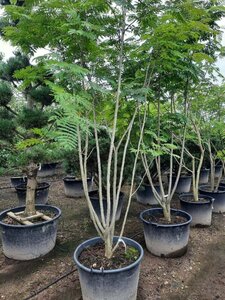 Albizia julibrissin 300-350 cm container meerstammig - afbeelding 5