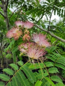 Albizia julibrissin 300-350 cm container meerstammig - afbeelding 4