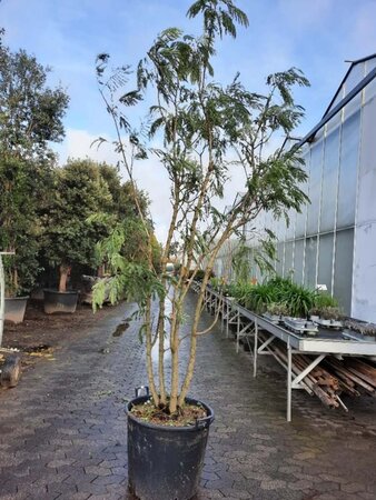 Albizia julibrissin 300-350 cm container meerstammig - afbeelding 3