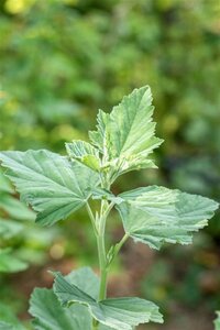 Althaea officinalis geen maat specificatie 0,55L/P9cm - afbeelding 1