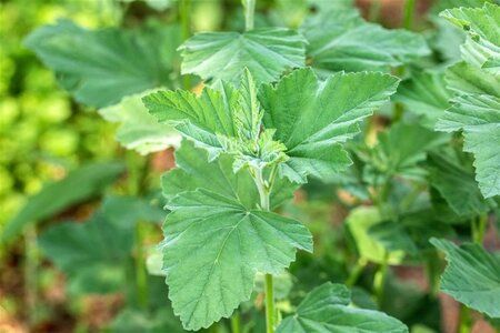 Althaea officinalis geen maat specificatie 0,55L/P9cm - afbeelding 2