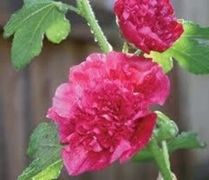 Alcea r. 'Charters Rosa' geen maat specificatie 0,55L/P9cm - afbeelding 2