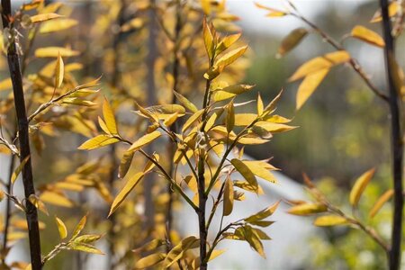 Amelanchier arborea 'Robin Hill' 10-12 Hoogstam draadkluit - afbeelding 1