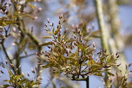 Amelanchier arborea 'Robin Hill' 10-12 Hoogstam draadkluit - afbeelding 3