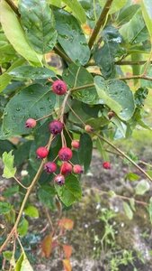 Amelanchier arborea 'Robin Hill' 12-14 Hoogstam draadkluit 2 X verplant - afbeelding 5