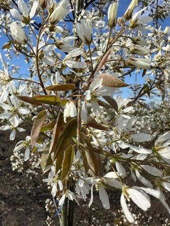 Amelanchier arborea 'Robin Hill' 12-14 Hoogstam draadkluit 2 X verplant - afbeelding 6