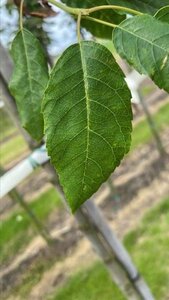 Amelanchier arborea 'Robin Hill' 12-14 Hoogstam draadkluit 2 X verplant - afbeelding 7