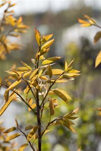 Amelanchier arborea 'Robin Hill' 12-14 Hoogstam wortelgoed 2 X verplant - afbeelding 2