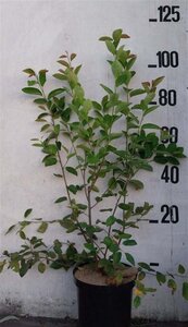 Amelanchier lamarckii 80-100 cm cont. 10L - afbeelding 3