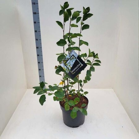 Amelanchier lamarckii 80-100 cm cont. 10L - afbeelding 2