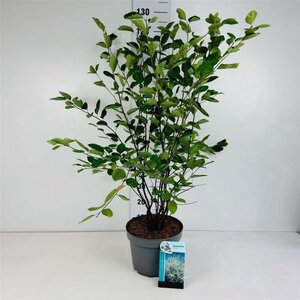 Amelanchier lamarckii 80-100 cm cont. 10L - afbeelding 1