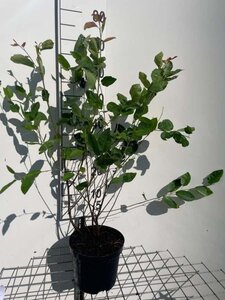 Amelanchier lamarckii 80-100 cm cont. 3,0L