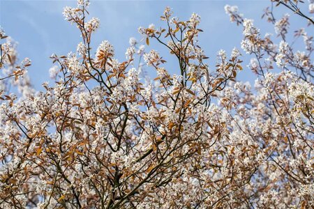 Amelanchier lamarckii 8-10 Hoogstam cont. 50L - afbeelding 3