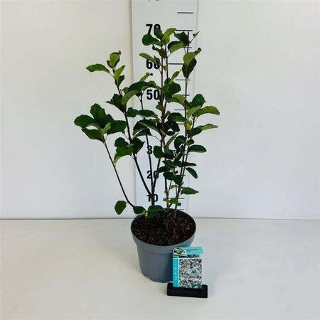 Amelanchier spicata 40-50 cm cont. 3,5L