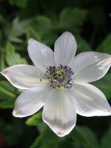 Anemone leveillei geen maat specificatie 0,55L/P9cm - afbeelding 2