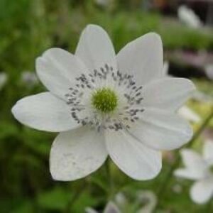 Anemone leveillei geen maat specificatie 0,55L/P9cm - afbeelding 4