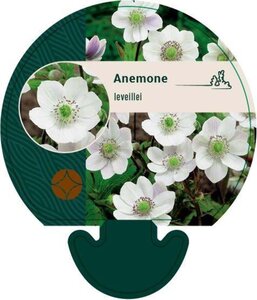 Anemone leveillei geen maat specificatie 0,55L/P9cm - afbeelding 5